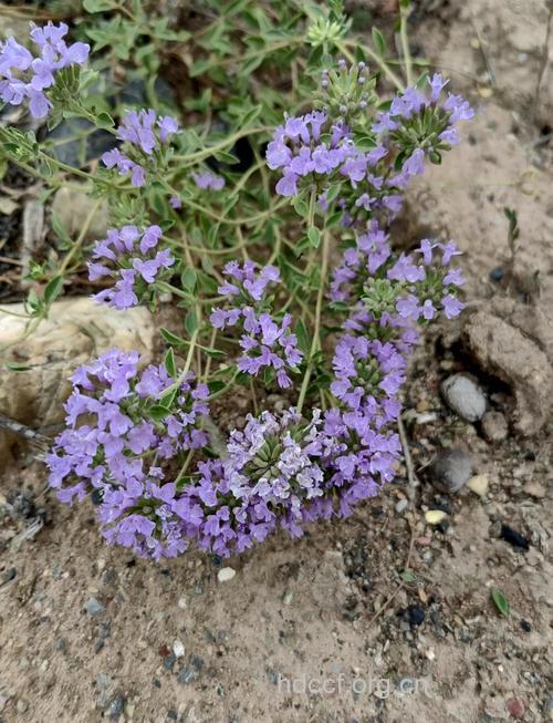 新塔花的功效与作用