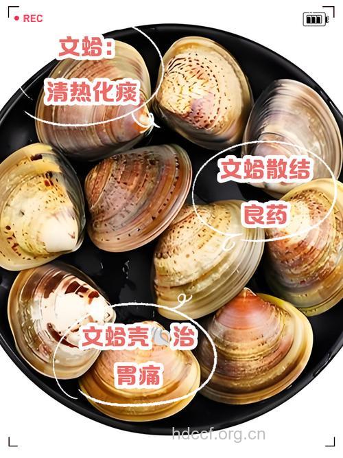 文蛤的功效与作用