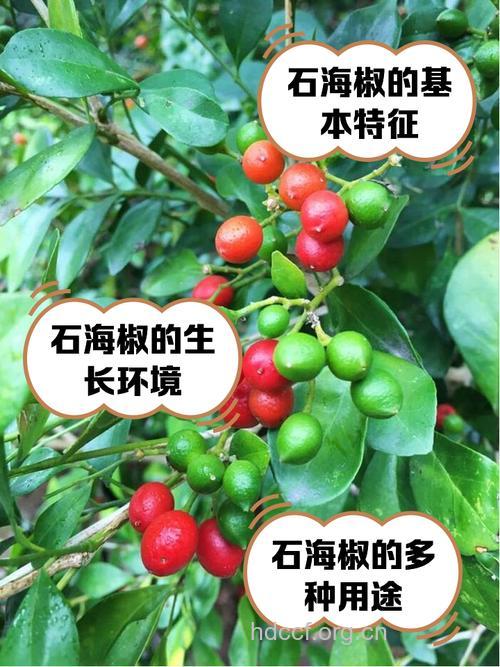 岩椒的功效与作用