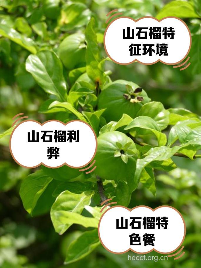 山石榴的功效与作用