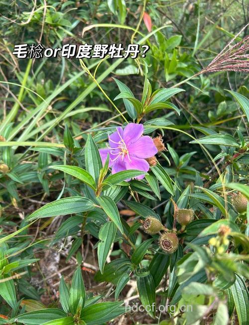 毛稔的功效与作用