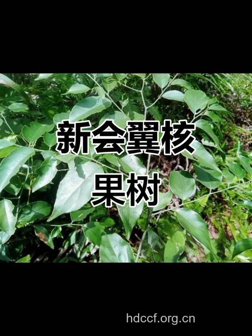 翼核果的功效与作用