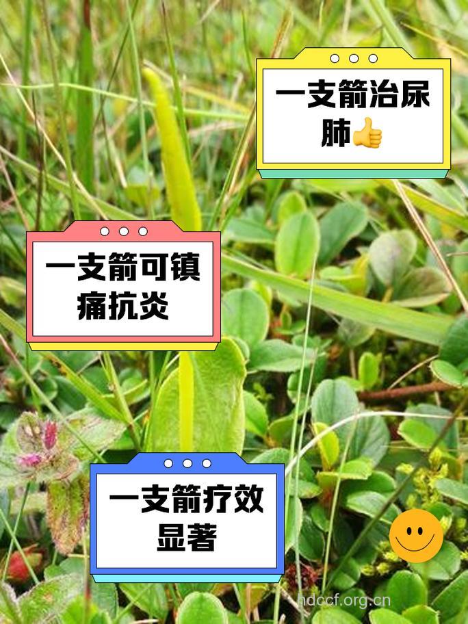 小一支箭的功效与作用