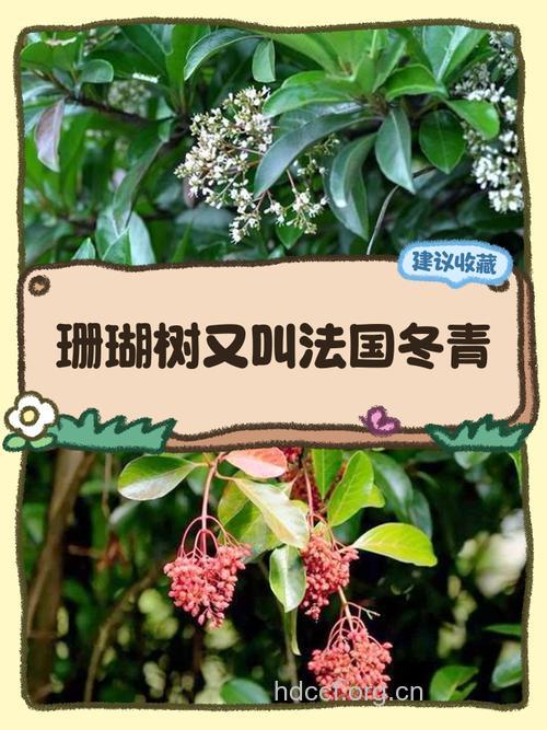 珊瑚冬青的功效与作用