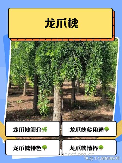 龙爪树的功效与作用