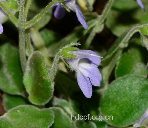 小石蝴蝶的功效与作用