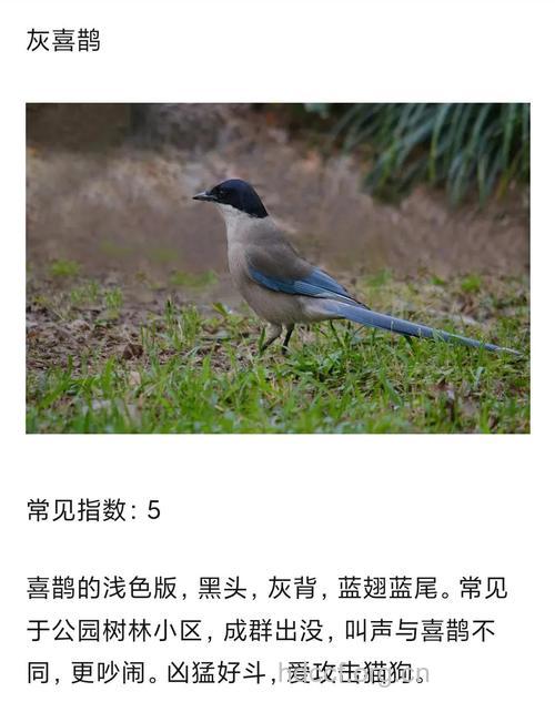 鹊的功效与作用
