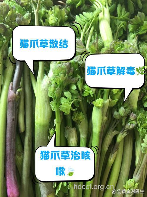 猫爪子的功效与作用