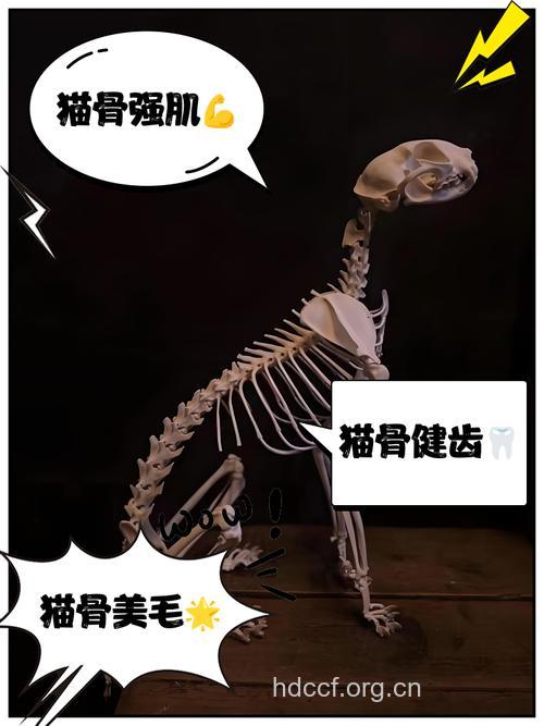 猫骨的功效与作用