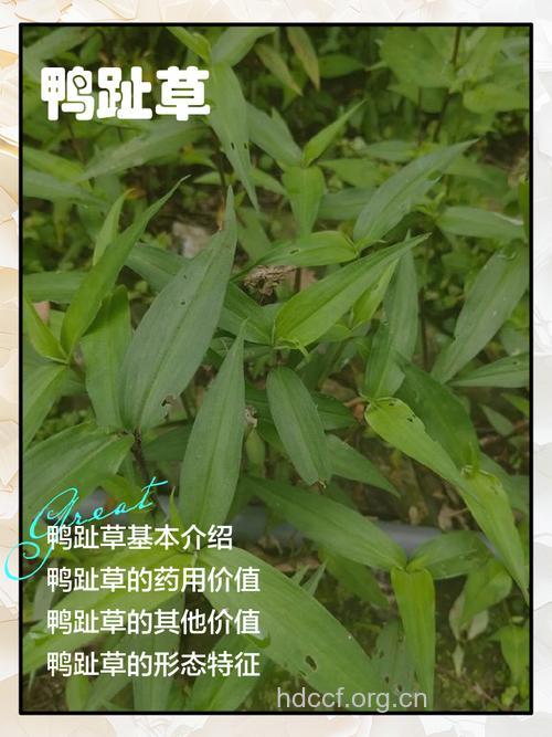 鸭脚蓼的功效与作用