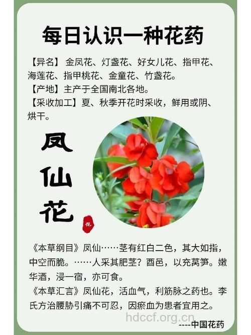 野凤仙花的功效与作用