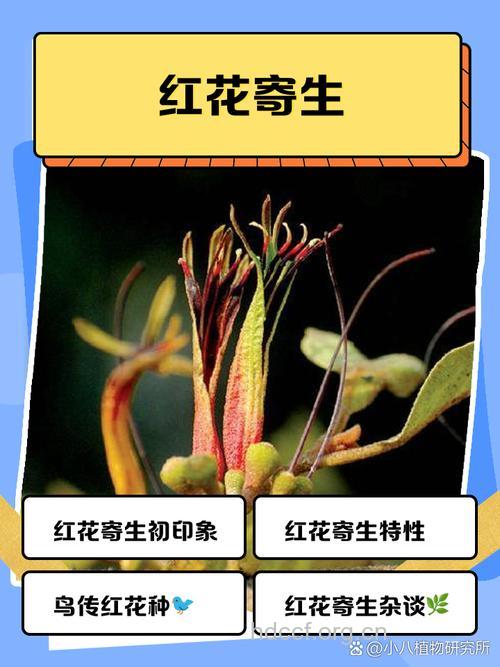 木兰寄生的功效与作用