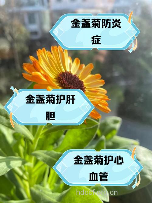 金盏菊花的功效与作用