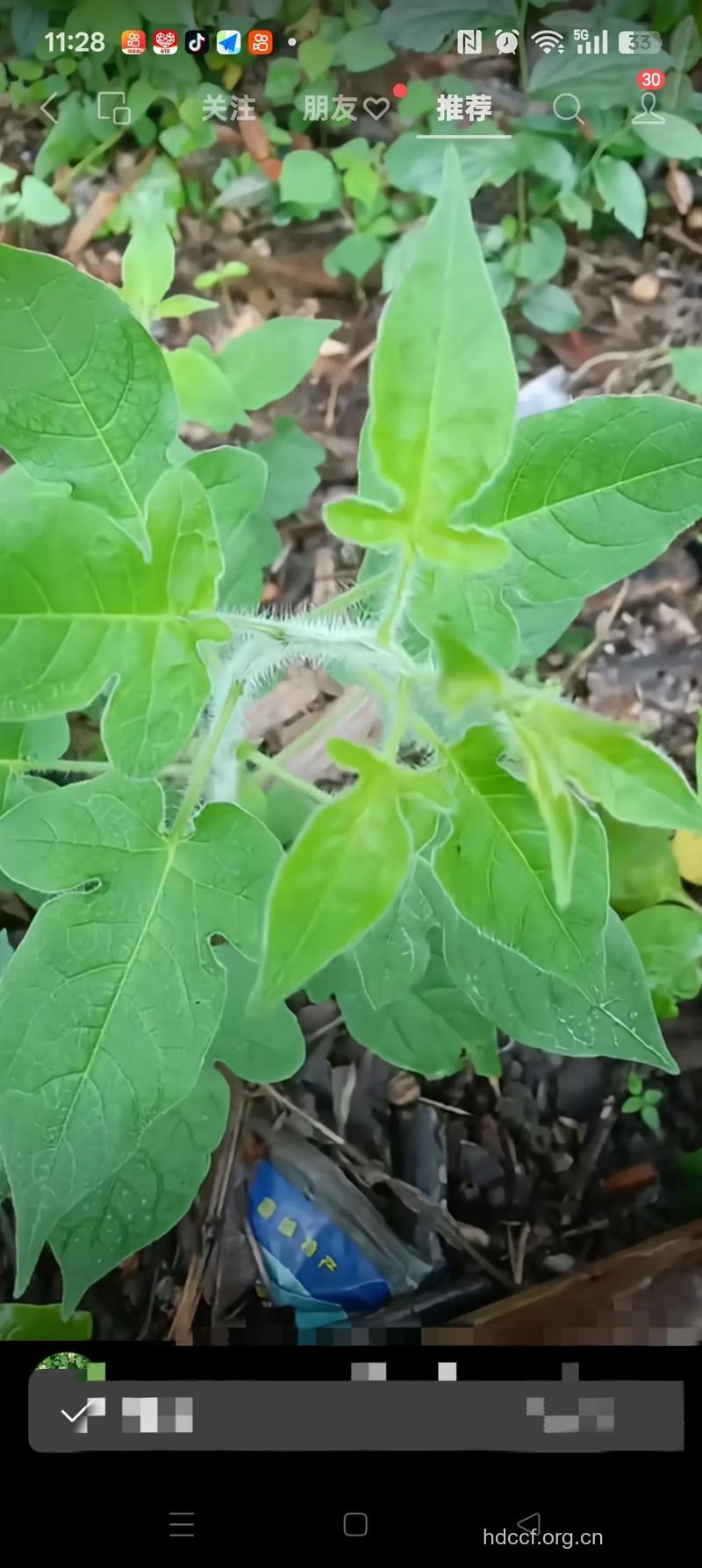 毛风藤的功效与作用