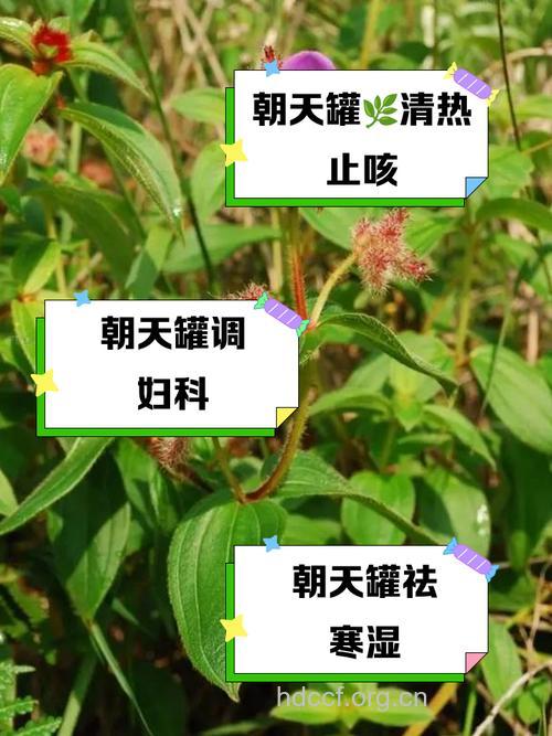 小朝天罐的功效与作用