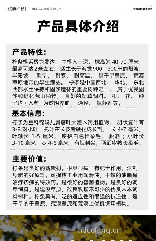 柠条籽的功效与作用