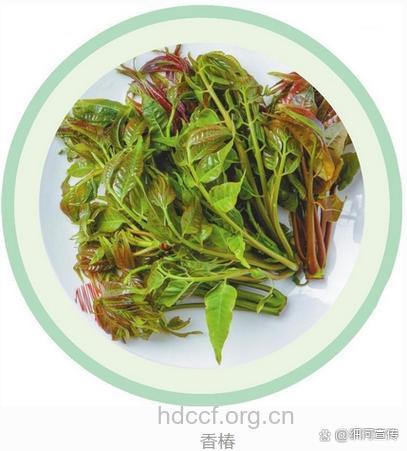 錾菜的功效与作用