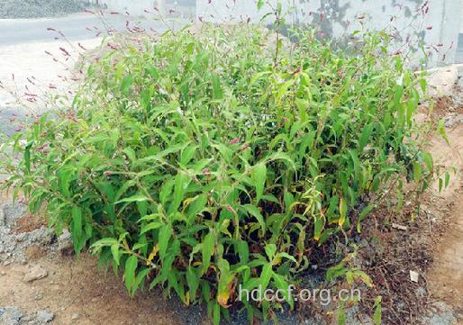 桃叶蓼的功效与作用