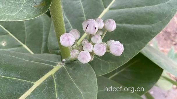 牛角瓜的功效与作用