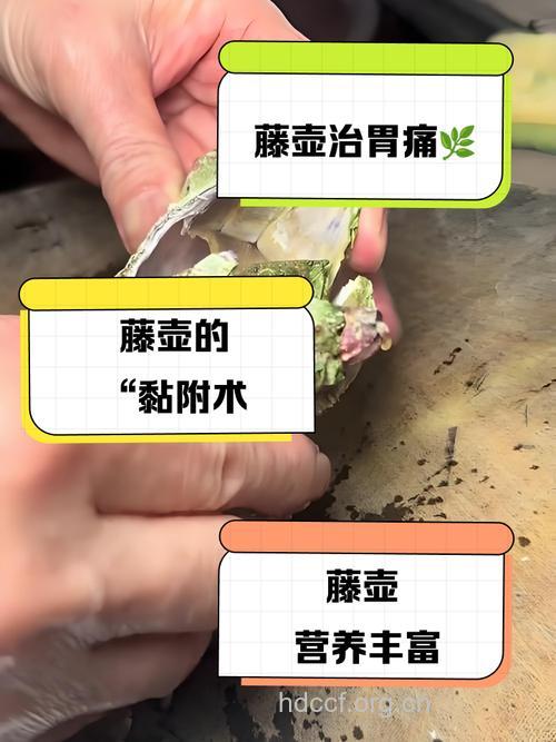 藤壶的功效与作用