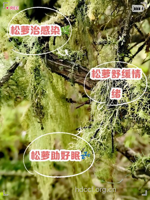 松萝的功效与作用
