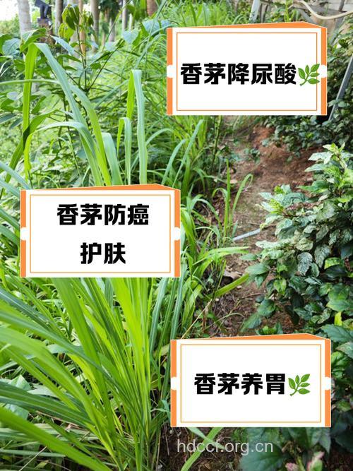 香茅根的功效与作用