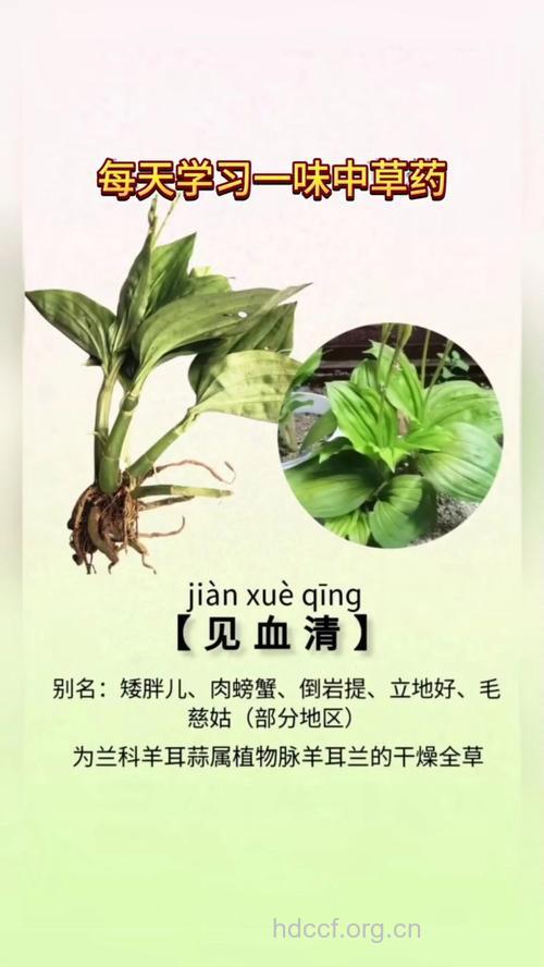 见血清的功效与作用