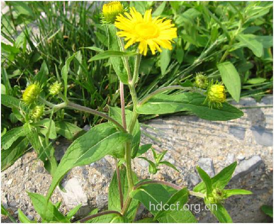 旋花根的功效与作用