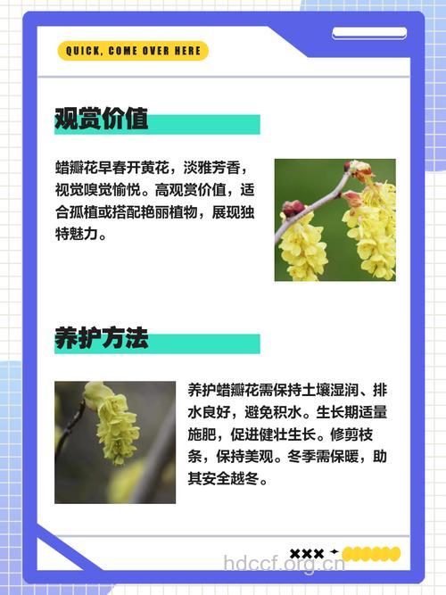 腊瓣花的功效与作用