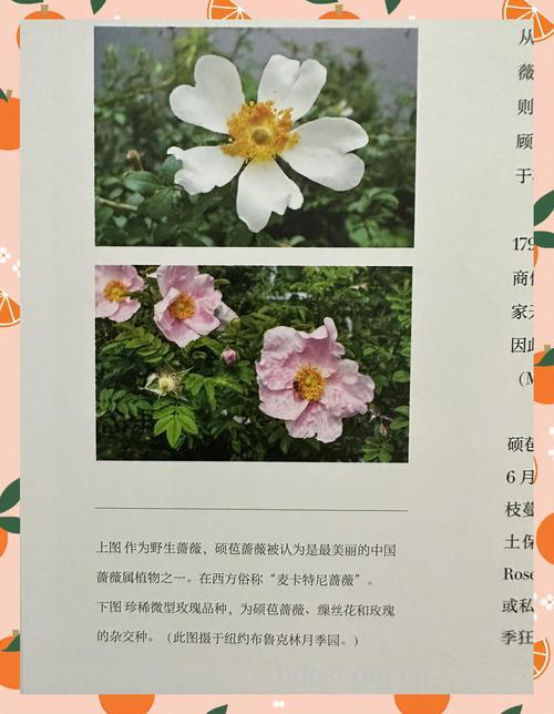 硕苞蔷薇的功效与作用
