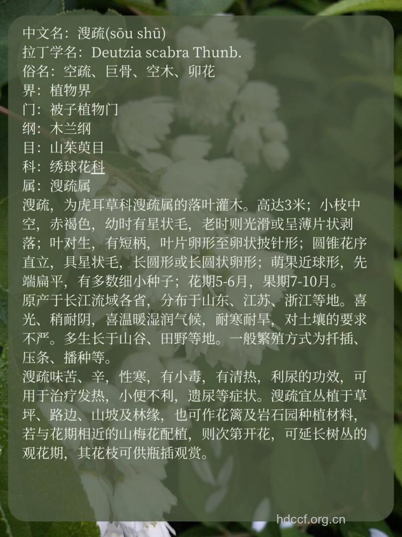 溲疏的功效与作用