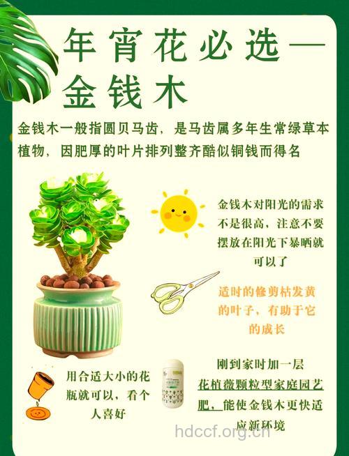 金钱木根的功效与作用