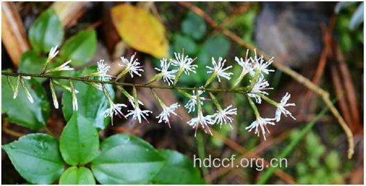 铁灯兔耳风的功效与作用