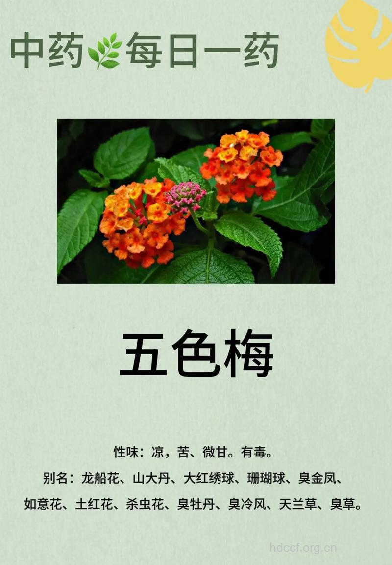 五色梅的功效与作用