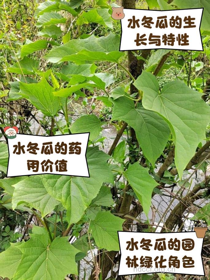 水冬瓜的功效与作用