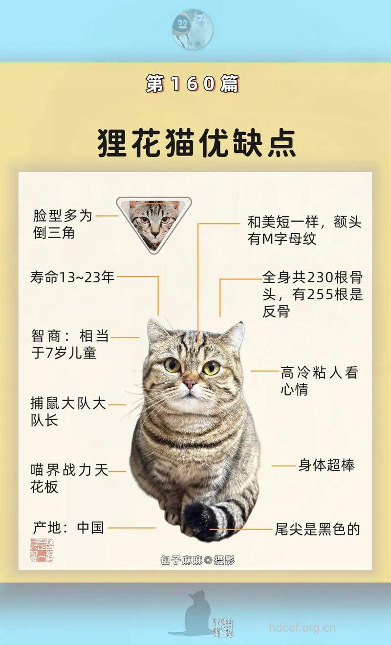 猫花的功效与作用