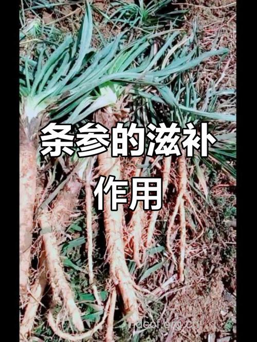 人参条的功效与作用