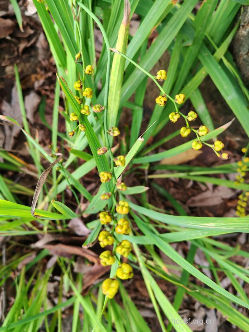 雄黄兰的功效与作用