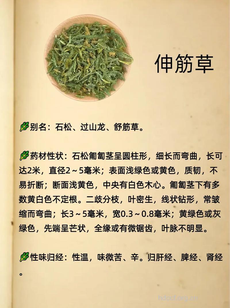 舒筋草的功效与作用