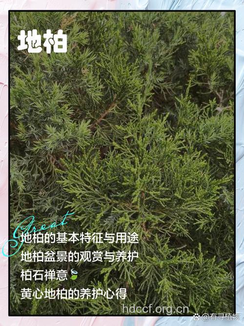 铁杆地柏枝的功效与作用