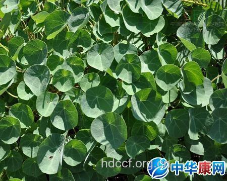 一文钱的功效与作用