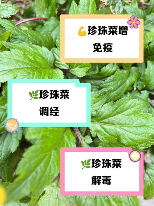 珍珠菜的功效与作用