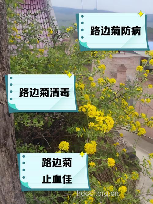 路旁菊的功效与作用