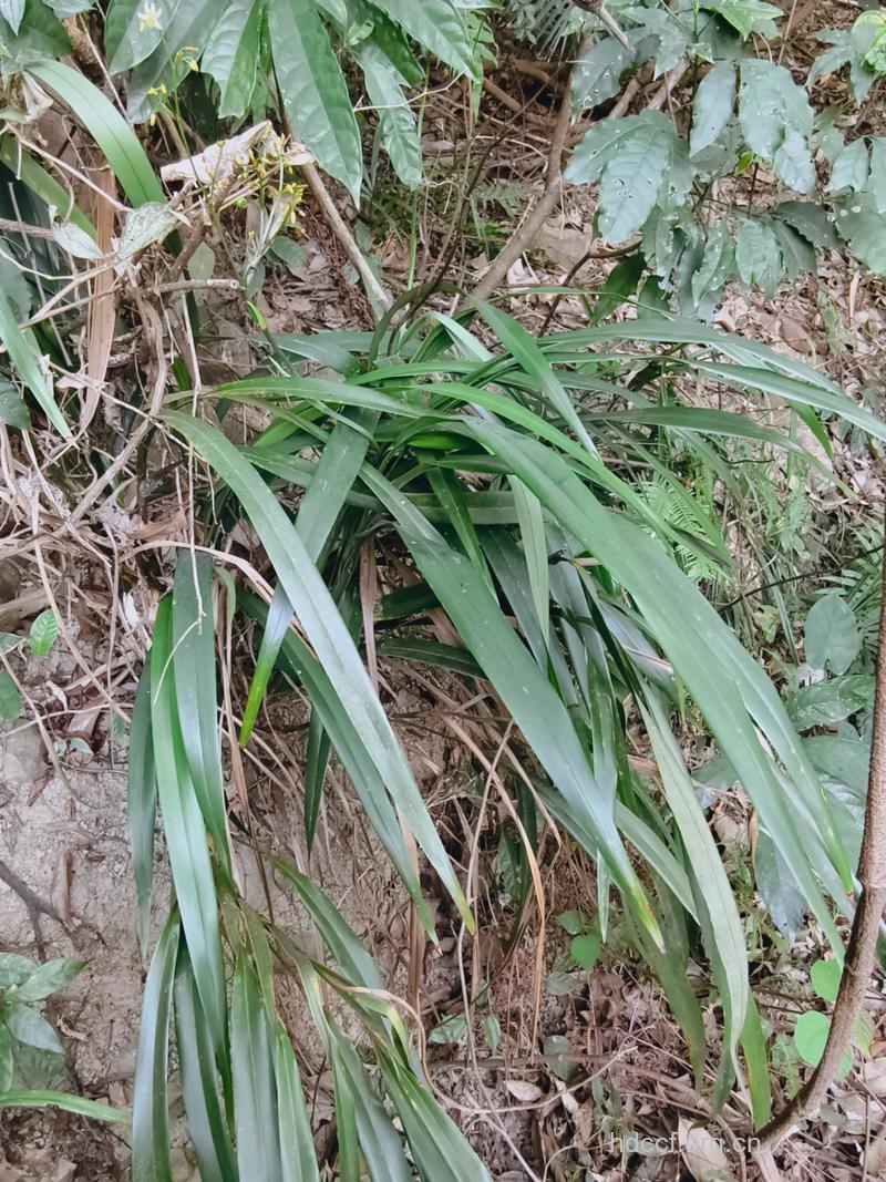 菅的功效与作用