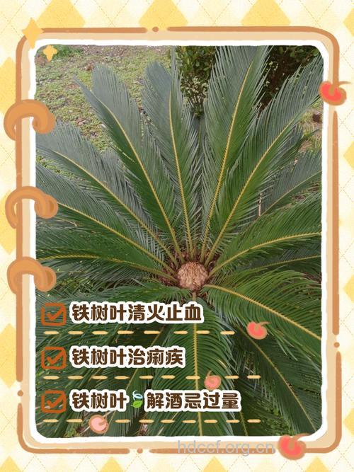 山铁树叶的功效与作用