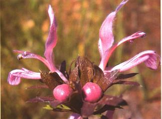 阔齿兔唇花的功效与作用