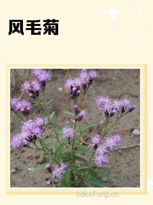 美丽凤毛菊的功效与作用