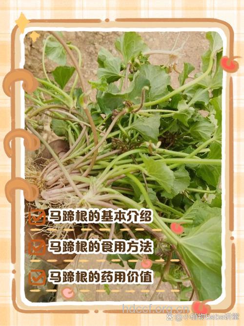 马蹄根的功效与作用