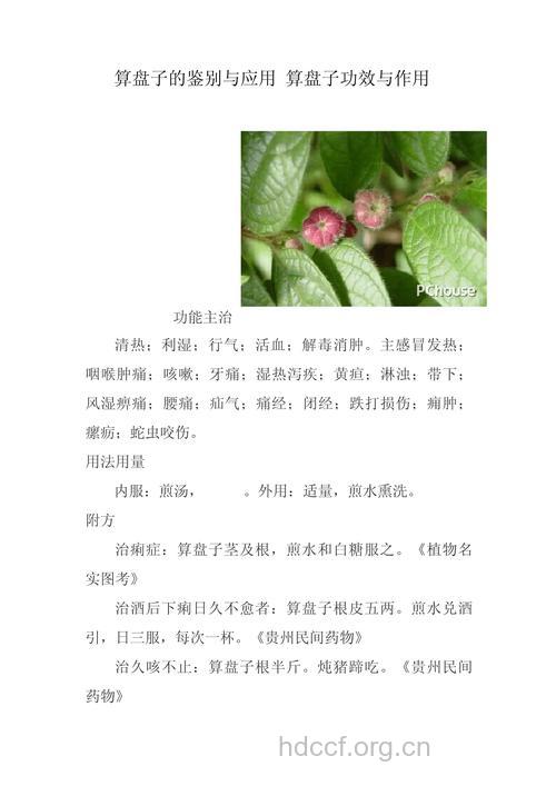 算盘子的功效与作用