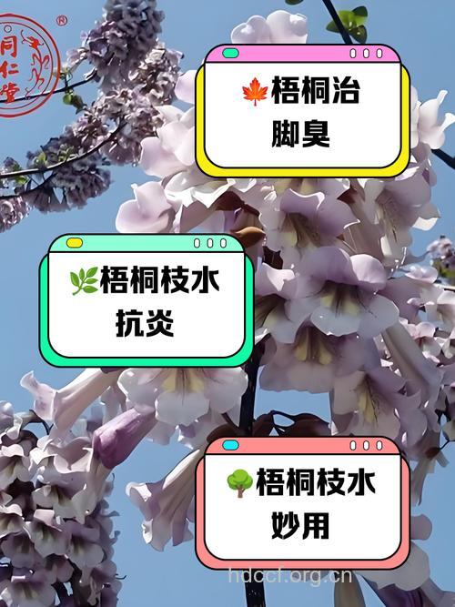 类梧桐的功效与作用